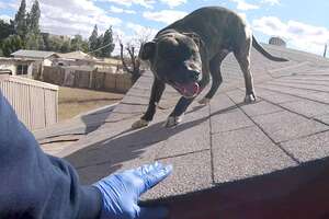 The Cutest Stray Pittie Was Stuck On A Roof