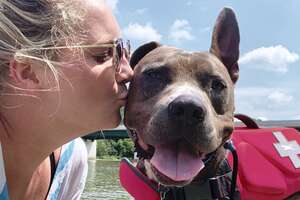 Shelter Pittie Returned 3 Times Finally Goes Home With His Best Friend