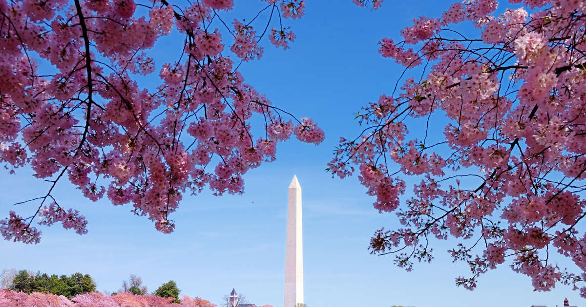 sakura bloom clove