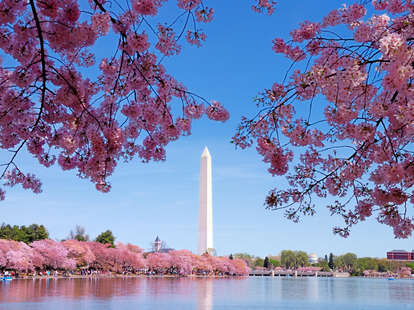 National Cherry Blossom Festival FAQs - Washington City Paper