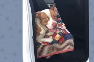 Couple Finds A Stray Pit Bull In Their Truck