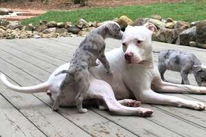 Pittie Teaches Foster Puppies How To Dog