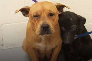 These Pitties Were Found Comforting Each Other In The Shelter