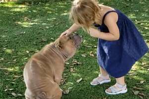 2-Year-Old Girl Falls In Love With Sick Shelter Pittie