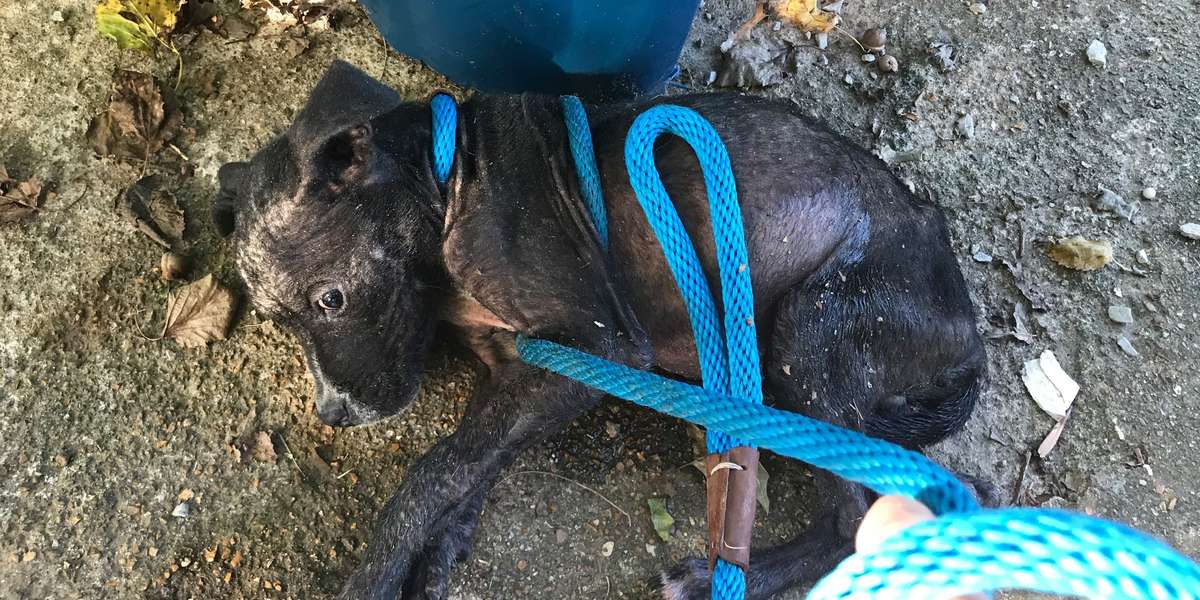 Terrified Puppy Finally Lets Go Of All His Fears - Videos - The Dodo