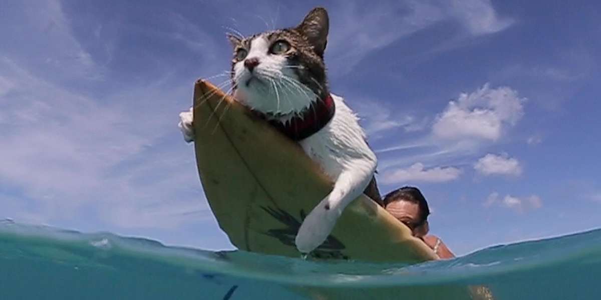 This Cat Loves Surfing With His Parents Videos The Dodo