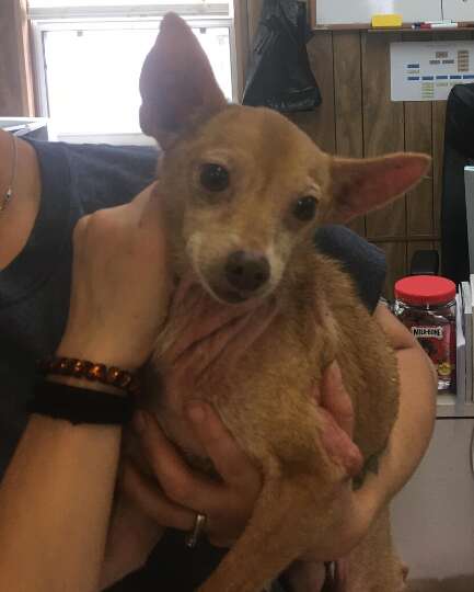 Lost tan male Chihuahua finds his home