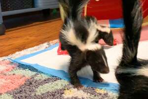 Bald Baby Skunks Grow Up Doing The Cutest Thing