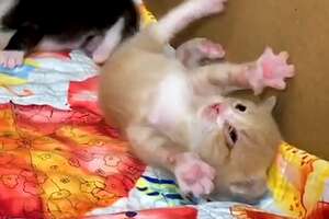 Watch These Teeny Wobbly Kittens Never Give Up
