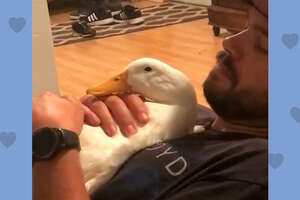 Duck Jumps Into His Backpack When His Dad Goes Anywhere