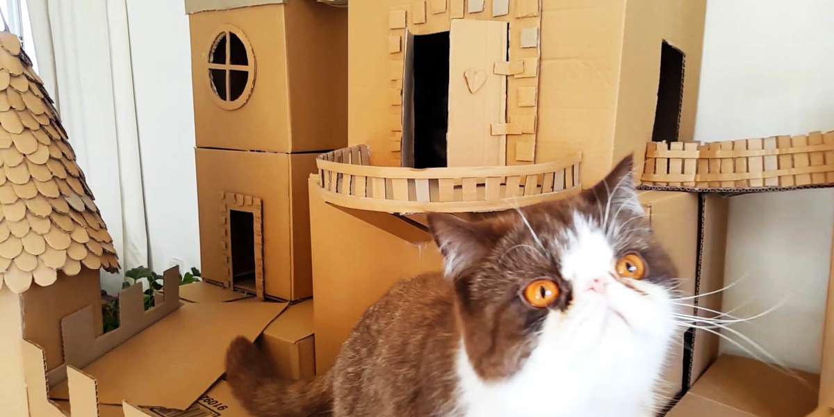 The World's Most Epic Cat Cribs Videos The Dodo