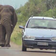 People Have The Most Amazing Encounter With Wild Elephant