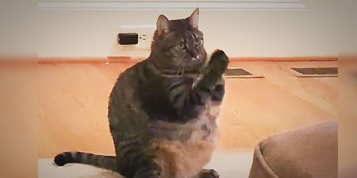 Cutest Chubby Cat Begs All Day Long - Videos - The Dodo