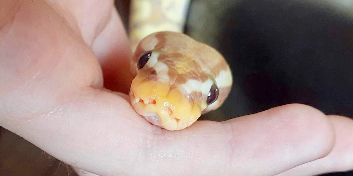 Python With Baby Cute Little Python Loves Snuggling With His Mom - Videos - The Dodo
