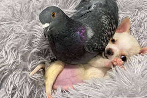 Pigeon And Tiny Puppy Are Best Friends