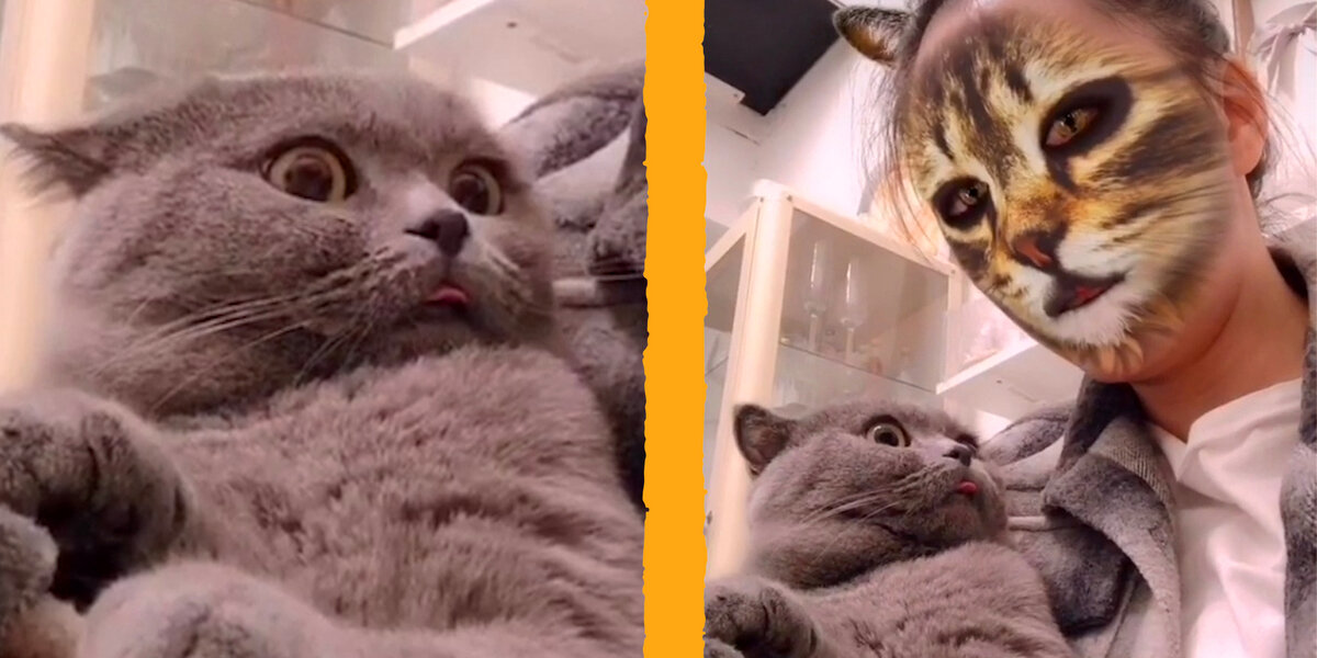 Cat Realize Cats Realize Their Owner Is Now ... A Cat - Videos - The Dodo