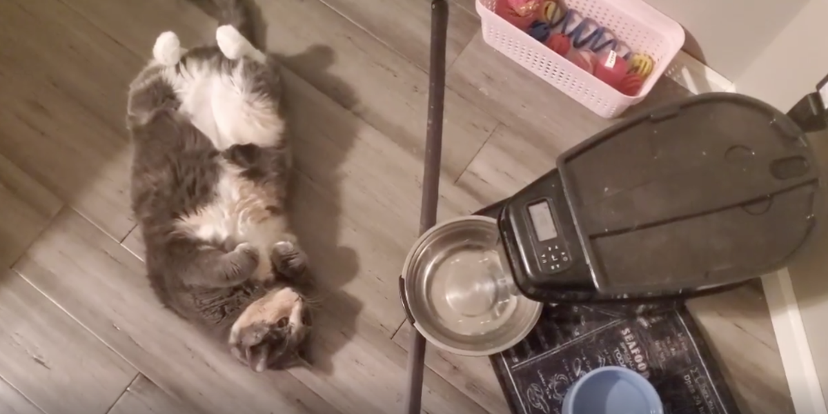 Cat Waits In Front Of Automatic Feeder - The Dodo