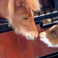 Fuzzy Little Dwarf Horse Is Smaller Than A Golden Retriever