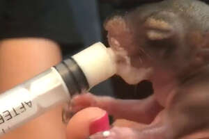 Guy Becomes Best Friends The Baby Squirrel He Rescued