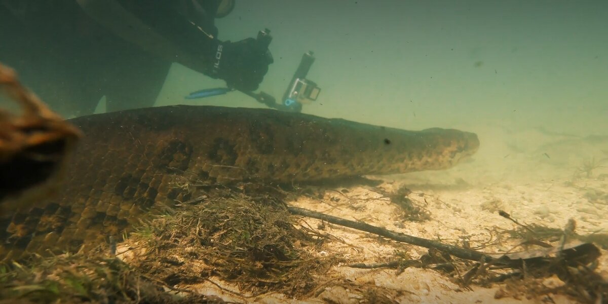 Man Swims With Anaconda To Prove How Friendly They Are - Videos - The Dodo