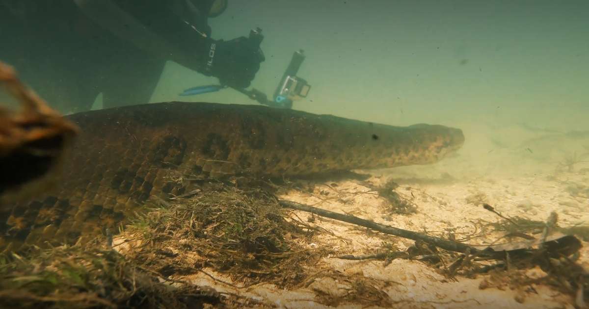 Man Swims With Anaconda To Prove How Friendly They Are - Videos - The Dodo