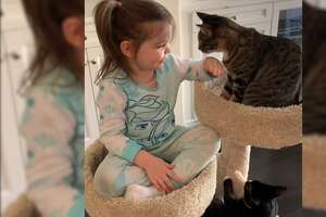 4-Year-Old Girl Has The Purest Friendship With Her Rescue Cats