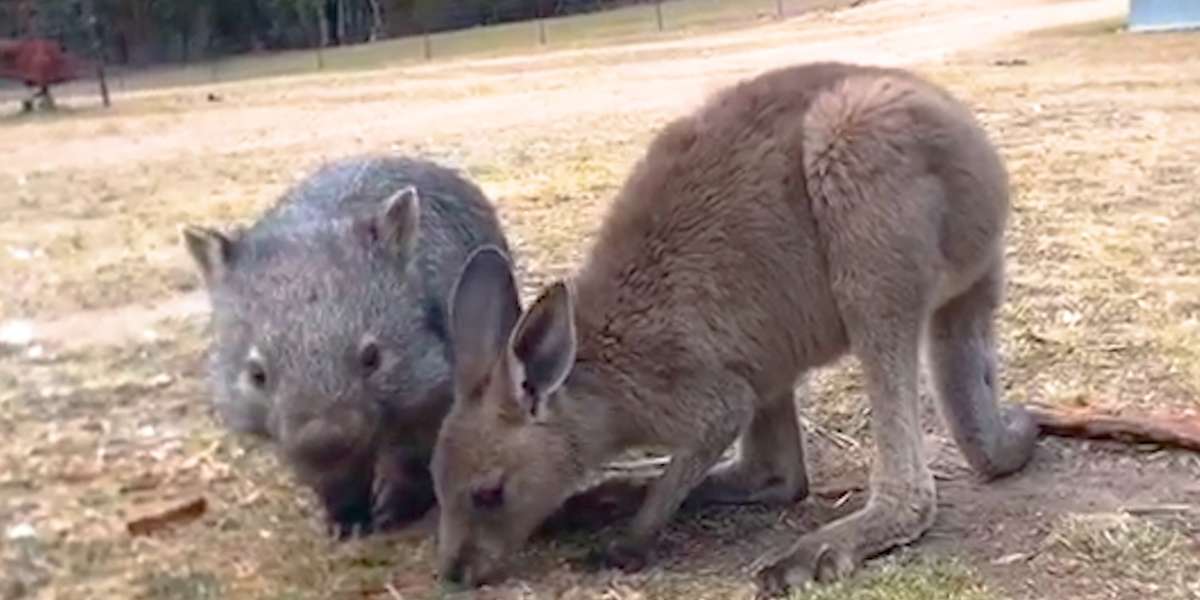 Baby Wombat And Baby Kangaroo Are Obsessed With Each Other - Videos