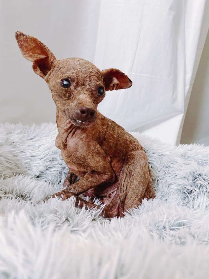 Blondie, the hairless stray dog at the rescue