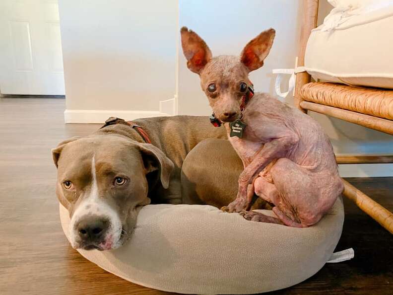 Blondie the hairless Chihuahua snuggles up to pit bull