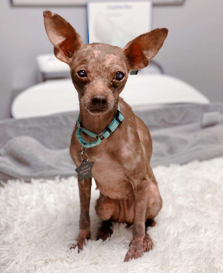 Bald Chihuahua starts to grow fur