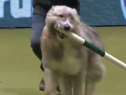 Kratu crufts 2024