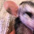Teeny Opossums Grow Up And Run Back To The Wild