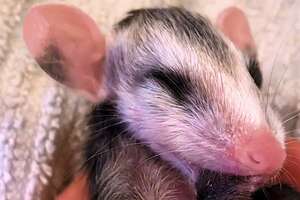 Teeny Opossums Grow Up And Run Back To The Wild