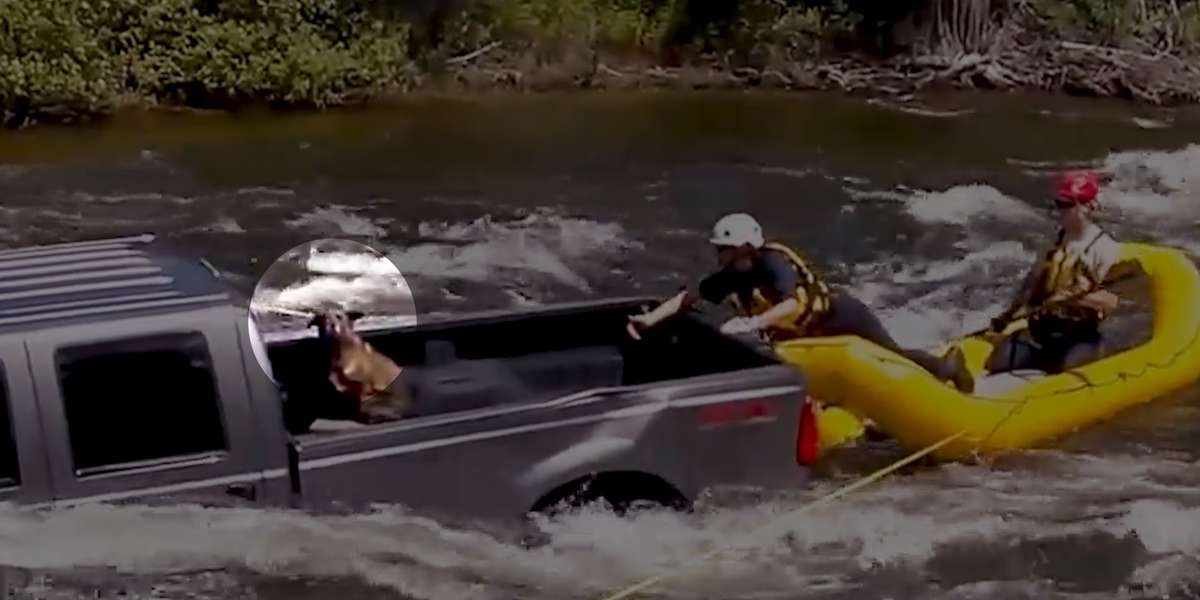 People Rush To Save Dog Trapped On A Truck In The Middle Of A River ...