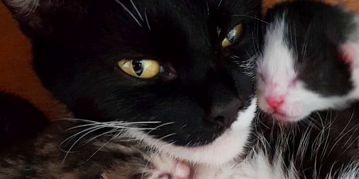 Stray Cat Gives Birth Under Guy's Bed Videos The Dodo