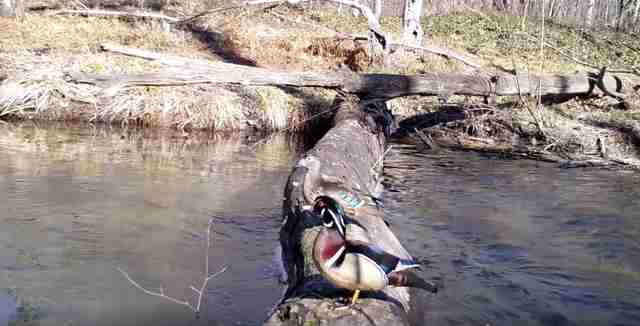 animals cross log