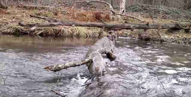 animals cross log