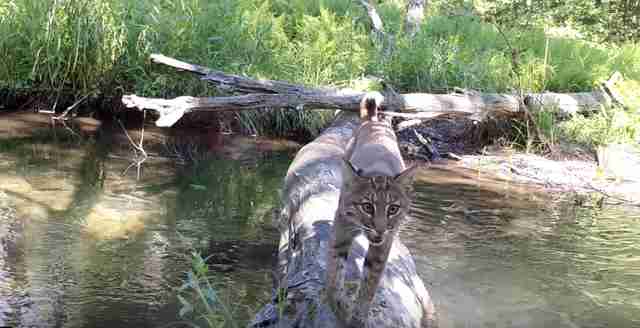 animals cross log