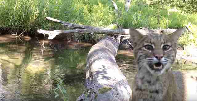 animals cross log