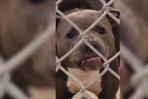 No One Thought This Growling Pit Bull Would Make It Out Of The Shelter