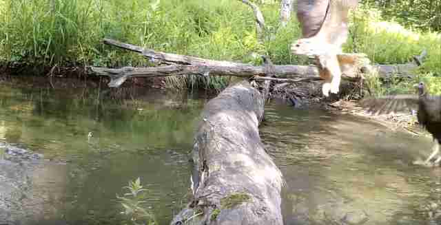 animals cross log