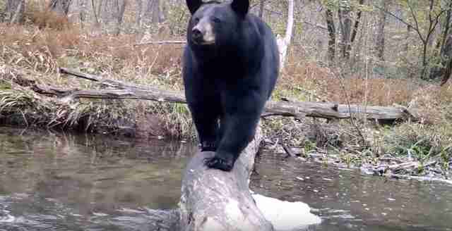 animals cross log