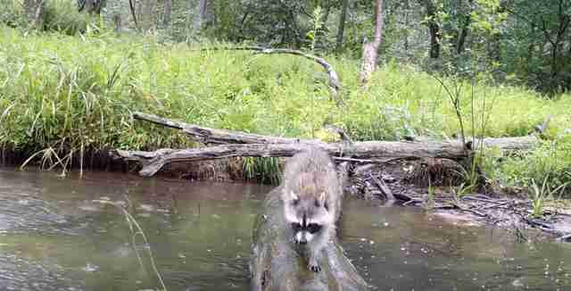 animals cross log