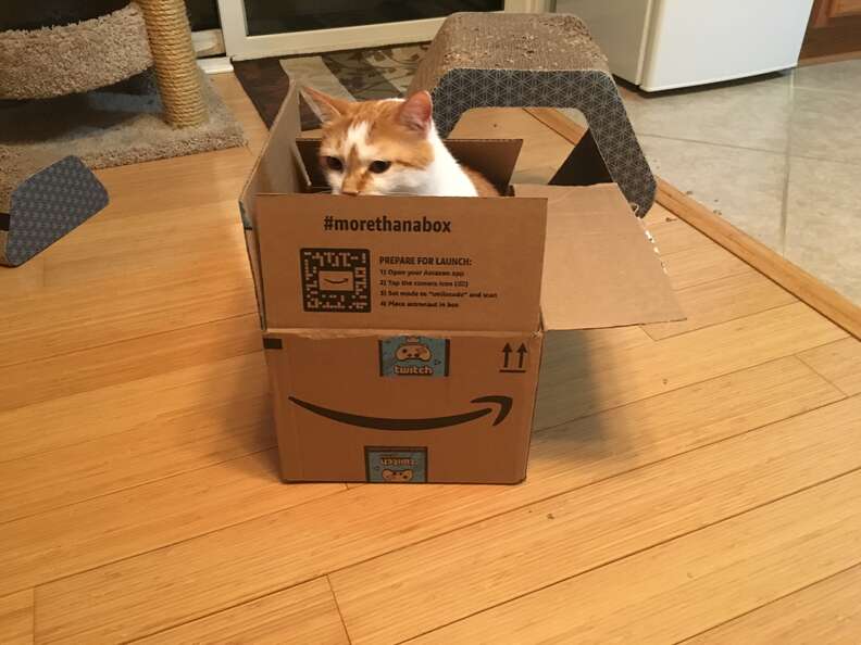 Cat hides in cardboard box