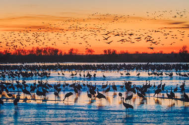 cranes