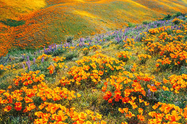 antelope valley