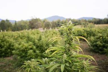 Heady Vermont