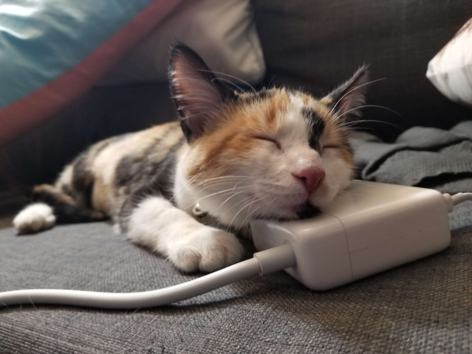 Cat Takes Bite Out Of Multiple Cookies - The Dodo