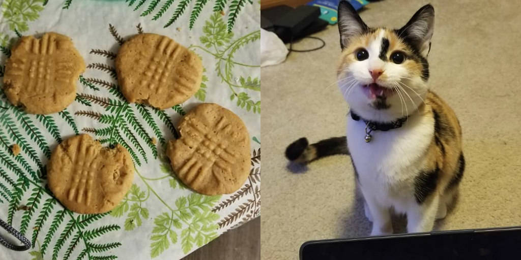 Cats shop eating cookies