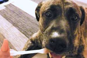 Huge Mastiff Mix Has The BEST Reaction To Getting Adopted